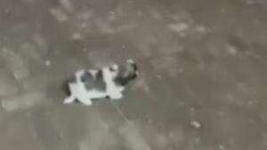 VÍDEO: Mulher é presa após ser flagrada chutando filhote de cachorro em Aquidauana