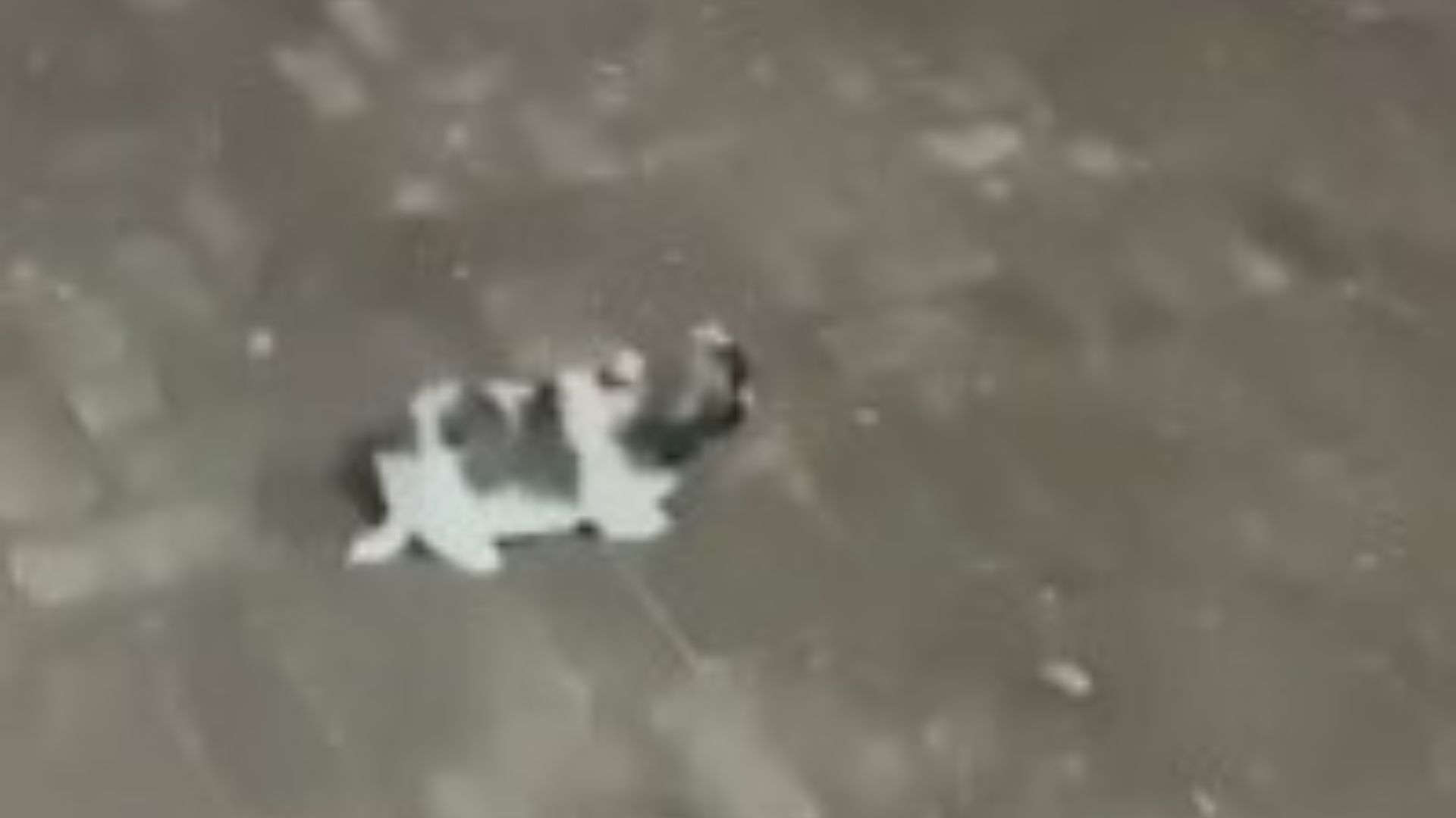 VÍDEO: Mulher é presa após ser flagrada chutando filhote de cachorro em Aquidauana