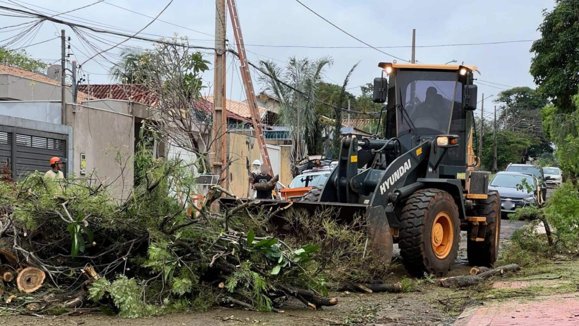 Quedas de árvores e galhos lideram chamados após temporal em Campo Grande