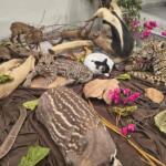 Achou o gatinho? ‘Intruso’ invade exposição de empalhados da UFMS para tirar um cochilo