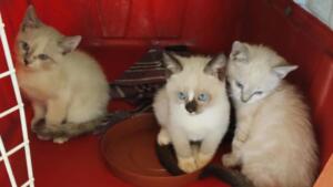 Feira de adoção procura novo lar para 14 filhotes de gatos em Campo Grande