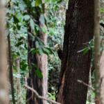 horto florestal de ponta porã – árvores – natureza – pica pau (1)