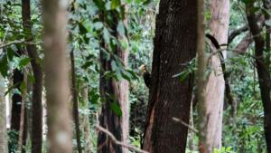horto florestal de ponta porã – árvores – natureza – pica pau (1)