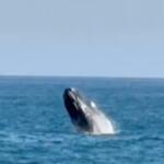 Baleia-franca visita praia do Leblon, encanta banhista e viraliza no Brasil