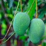Caiu manga verde com o temporal? Confira 4 receitas gostosas para aproveitar a fruta
