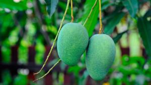 Caiu manga verde com o temporal? Confira 4 receitas gostosas para aproveitar a fruta