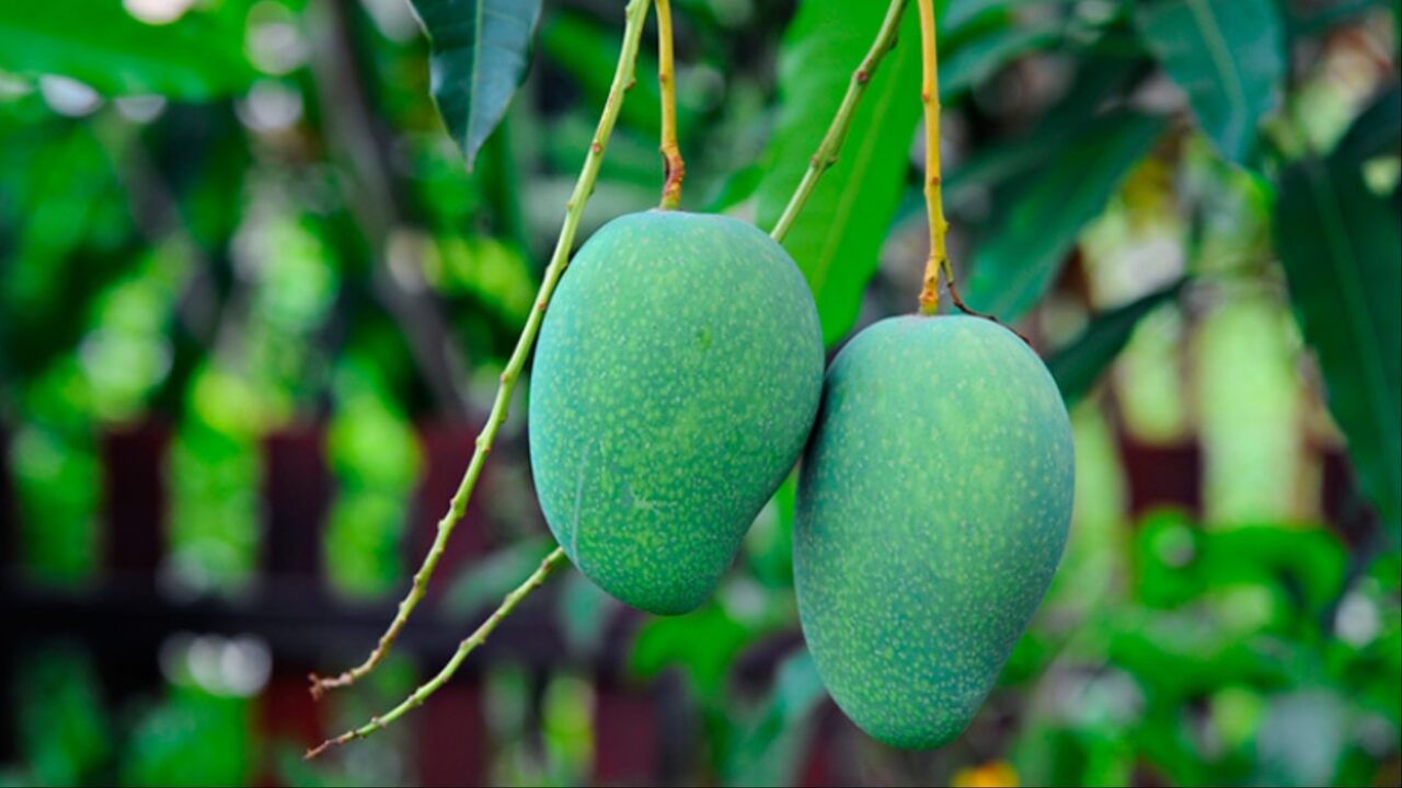 Caiu manga verde com o temporal? Confira 4 receitas gostosas para aproveitar a fruta