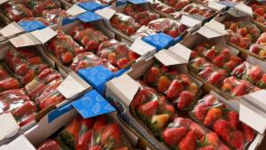 Com ‘febre’ do morango cravejado, procura pela fruta cresce até 60% na Ceasa-MS
