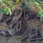 Gatinho com sede? Onça-pintada bebe água às margens do Rio Piquiri