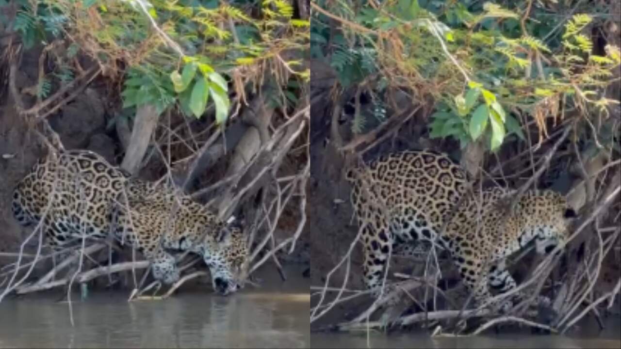 Gatinho com sede? Onça-pintada bebe água às margens do Rio Piquiri
