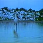 pantanal trend anos 80 2
