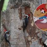 ‘Primo’ do pássaro que inspirou o Pica-Pau dos desenhos exibe tamborilar veloz no Pantanal