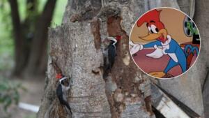 ‘Primo’ do pássaro que inspirou o Pica-Pau dos desenhos exibe tamborilar veloz no Pantanal