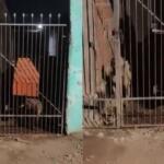 VÍDEO: Pit bulls escapam de casa e matam cachorro no Santa Emília
