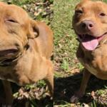 Cadê meu dono? Pitbull solto no bairro Buriti é resgatado pelo CCZ