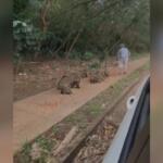 VÍDEO: Com pena de quatis, idoso alimenta bando com ração no Nova Campo Grande