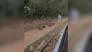 VÍDEO: Com pena de quatis, idoso alimenta bando com ração no Nova Campo Grande