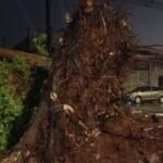 Árvores caem durante tempestade e atingem mais de cinco carros em Campo Grande