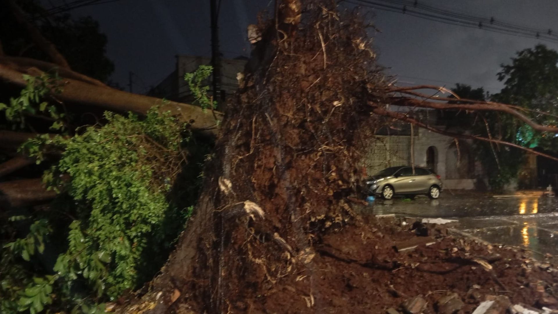 Árvores caem durante tempestade e atingem mais de cinco carros em Campo Grande