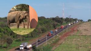 VÍDEO: Passagem do elefante Sandro por MS tem monitoramento em tempo real