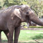 Elefante Sandro deixa zoológico após 40 anos e deve passar por MS rumo a santuário