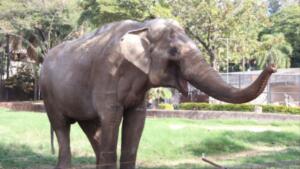 Elefante Sandro deixa zoológico após 40 anos e deve passar por MS rumo a santuário