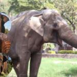 Após deixar MS, elefante Sandro chega ao santuário e será único macho entre seis fêmeas