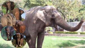Após deixar MS, elefante Sandro chega ao santuário e será único macho entre seis fêmeas