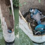 ‘Pena linda, maravilhosa’: pedagoga se encanta ao flagrar filhotes de arara dentro de rio no Pantanal