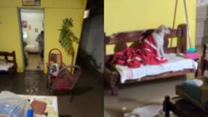 Idosos e cachorros são resgatados em casa alagada durante temporal em Corumbá