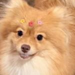 Viu a Cacau? Cachorrinha de menino autista desaparece e família oferece recompensa