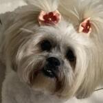 Cadê a Jady? Shih tzu desaparece no Riviera Park e sumiço preocupa menino de 5 anos