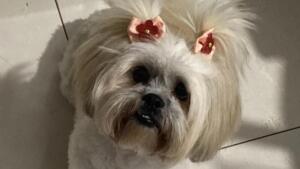 Cadê a Jady? Shih tzu desaparece no Riviera Park e sumiço preocupa menino de 5 anos