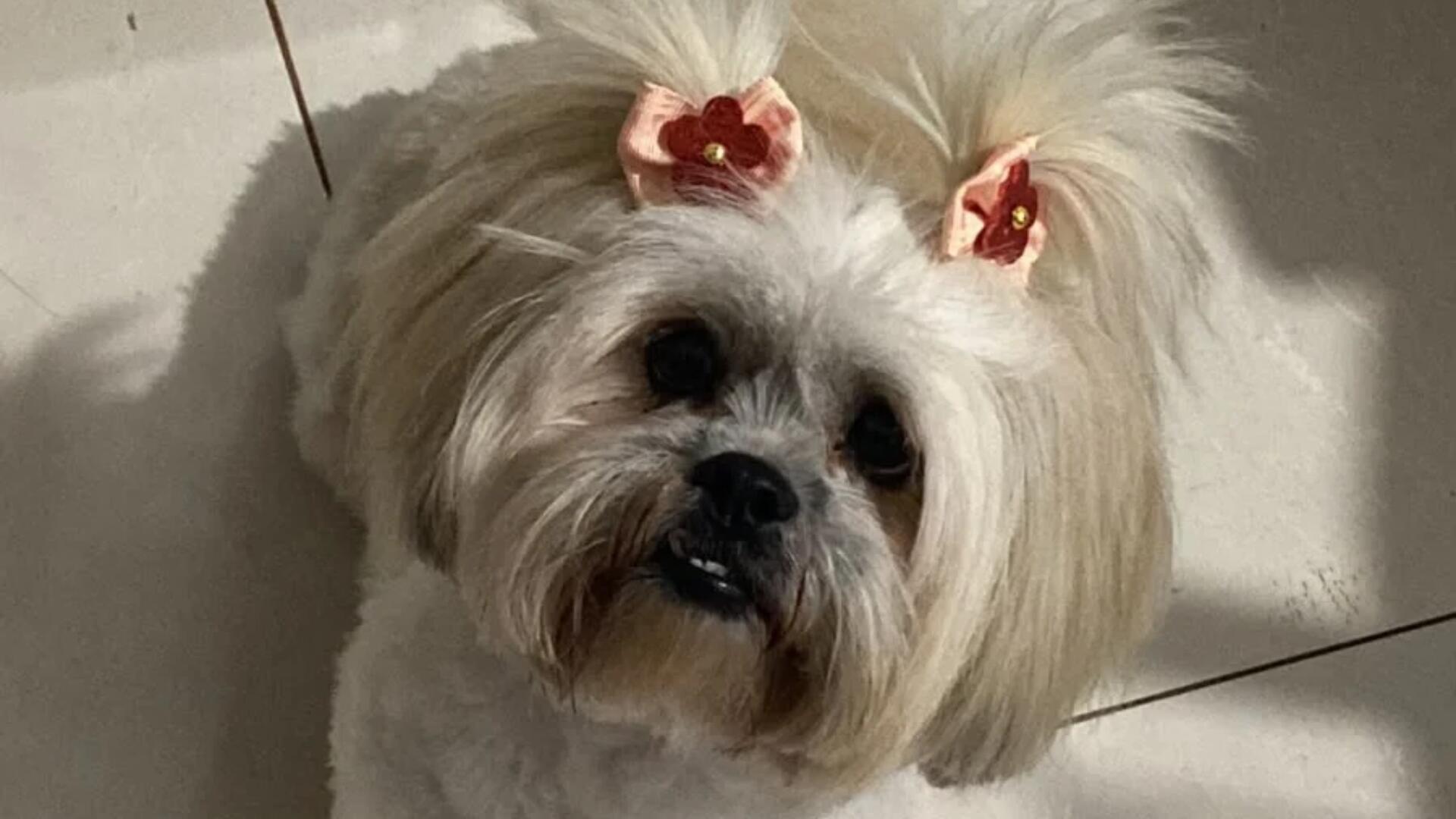 Cadê a Jady? Shih tzu desaparece no Riviera Park e sumiço preocupa menino de 5 anos