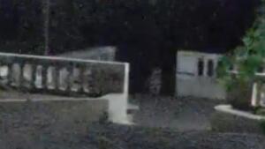 VÍDEO: Após flagra rondando casa, onça-pintada faz nova aparição em mirante de Corumbá