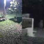 Após novos flagrantes, técnicos devem mapear áreas usadas por onças-pintadas em Corumbá