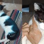 ‘Inconsolável’: Família mobiliza buscas por gatinho de criança desaparecido há dois meses