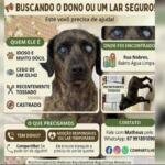 ‘Vovô’, dócil e cego de um olho procura um dono ou lar temporário em Três Lagoas