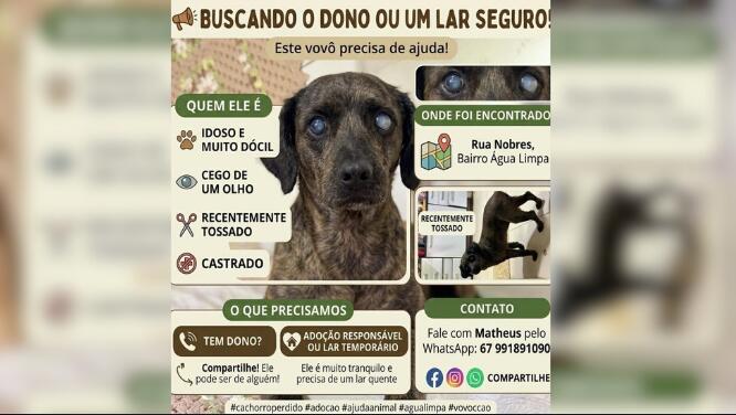 ‘Vovô’, dócil e cego de um olho procura um dono ou lar temporário em Três Lagoas