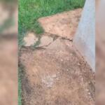 VÍDEO: sapos invadem casas e causam prejuízos após terreno virar ‘lagoa’ no Jardim Paris