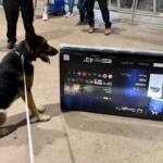 Cão farejador encontra 5 kg de haxixe durante fiscalização na rodoviária de Campo Grande