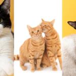 A cor dos pelos define a personalidade dos gatos? Veterinária de MS explica
