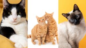 A cor dos pelos define a personalidade dos gatos? Veterinária de MS explica