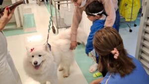 Terapia com cães alegra as quartas-feiras dos pacientes do Humap-UFMS