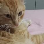 Você viu o Nenê? Gato some na região do bairro Santa Luzia e família pede ajuda para encontrá-lo