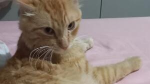 Você viu o Nenê? Gato some na região do bairro Santa Luzia e família pede ajuda para encontrá-lo