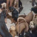 Com mais de 250 animais resgatados, instituto faz apelo para doações de ração na Capital