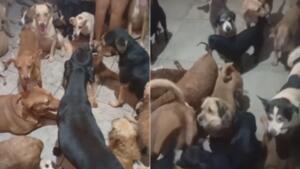 Com mais de 250 animais resgatados, instituto faz apelo para doações de ração na Capital