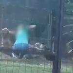 Polícia Civil de MS investiga caso de cachorro morto após briga em pet