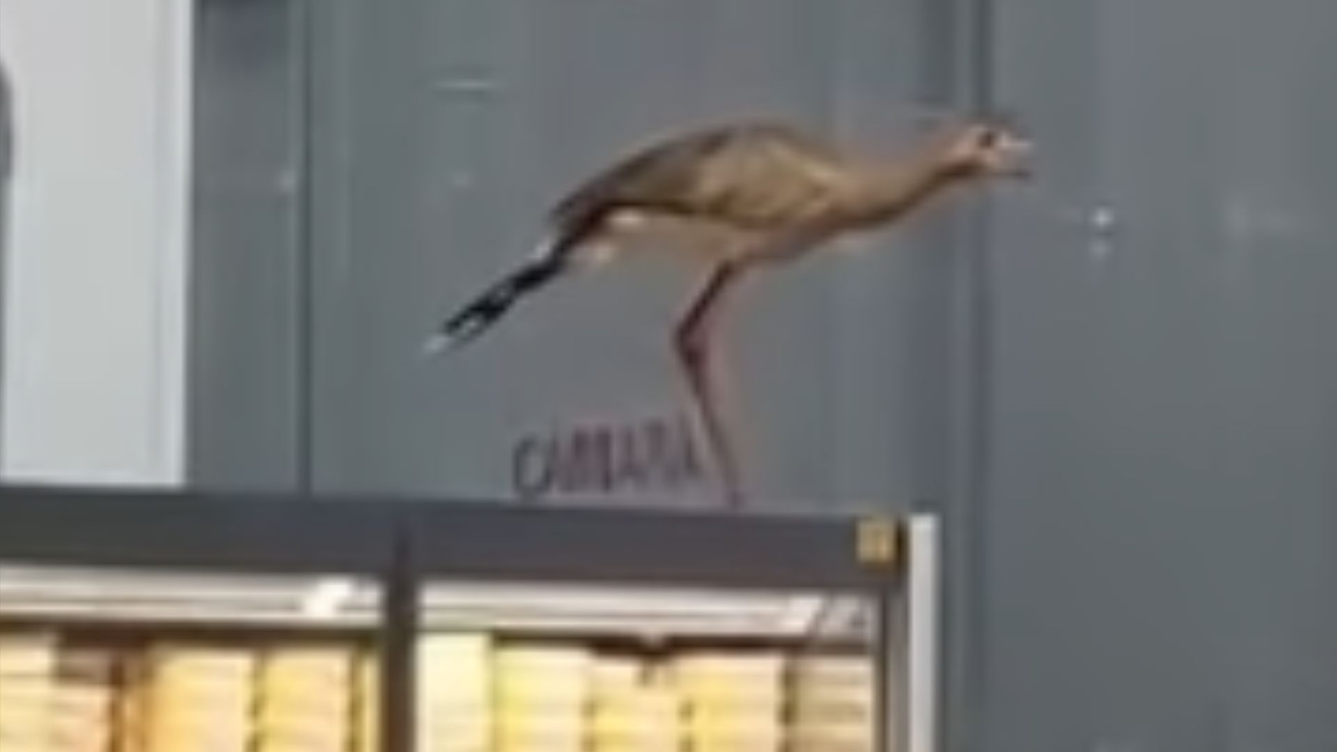Seriema em supermercado